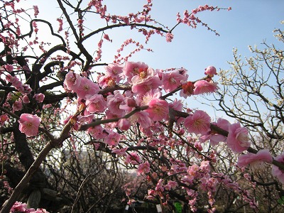 20090228img_5306