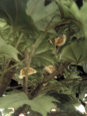 20090418sbsh0009