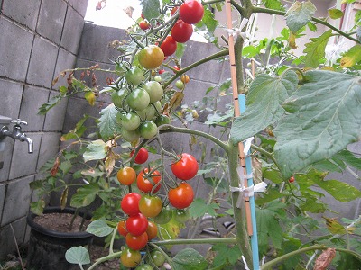 20090724img_5692
